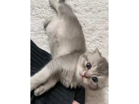 Teslime hazır scottish fold silver dişi