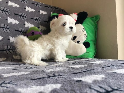 Orijinal kore kan maltese erkek bebeğim