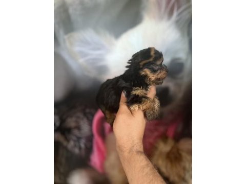 Yorkshire terrier bebekler