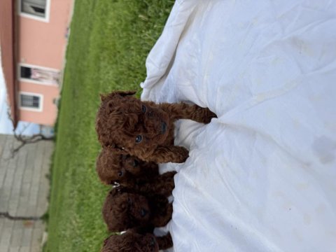Teacup kore poodle bebekler