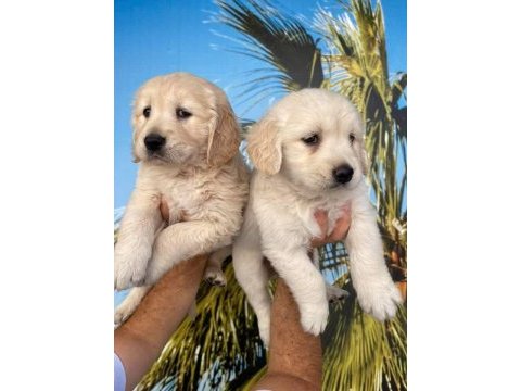 Golden retriever yavrularımız hazırdır