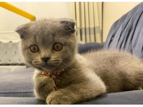 Oyuncu sevecen dişi scottish fold