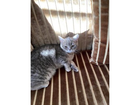 British shorthair miya kendine yuva arıyor