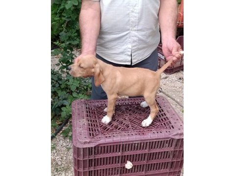 Pointer yavru köpekler