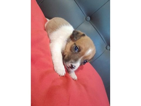 Erkek jack russell maske filmindeki yavru çok tatlı