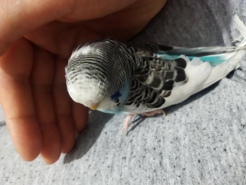 Damızlık muhabbet kuşu