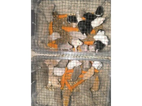 Toptan gonzales ve suriye hamster