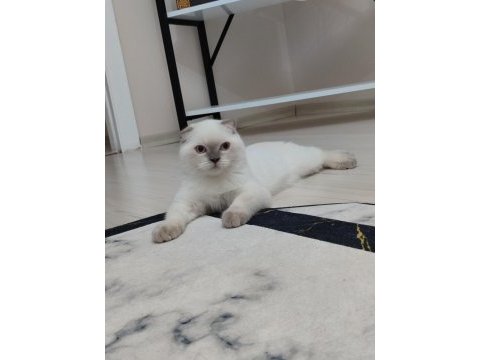 Veteriner kontrollü aşısı tam
