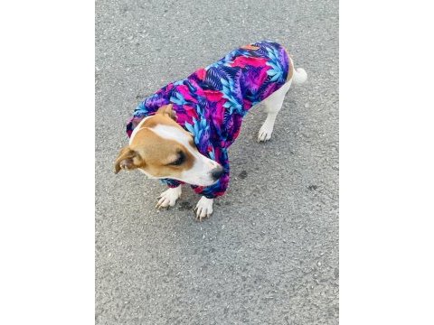 Jack russell 2 yaşında dişi