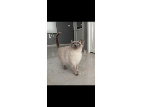 British shorthair blue point