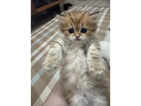 1 aylik british longhair bebik kedimize yuva arıyoruz.