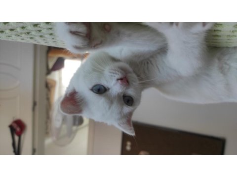 Beyaz mavi gözlü scottish fold kedimi sahiplendiriyorum