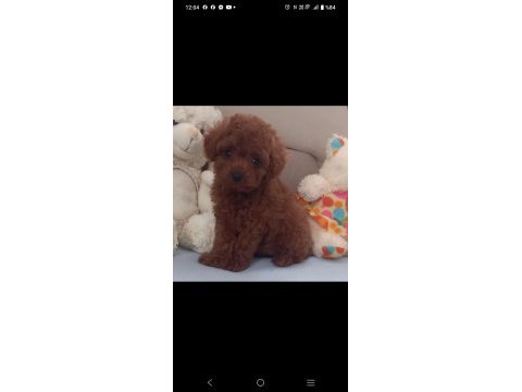 Pafuduk pafuduk poodle yavrular sizleri bekliyor