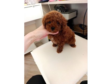 Toy poodle kore kan yavrular