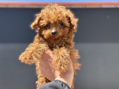4 aylık tiny kore poodle 700 gr petmo den