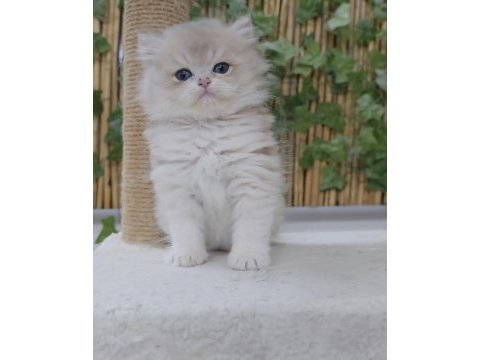 Üst kalite erkek british longhair yavru özel renk