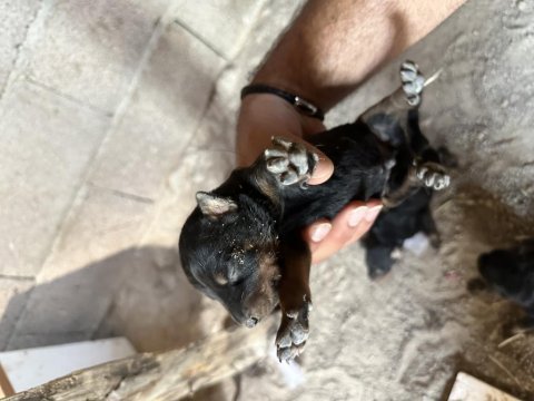 11 temmuz doğumlu harika bir genetiğe sahip dobermann
