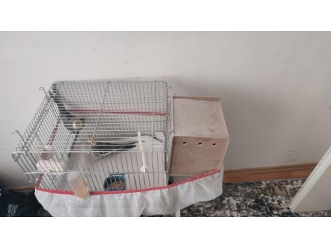 5 yaşında damızlık sultan papağanı çift