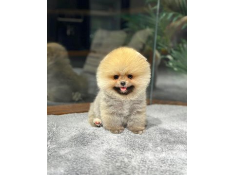 Çocuklarla anlaşan ayı surat pomeranian yavrularımız
