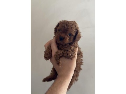 Red brown toy poodle