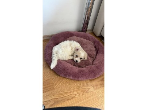 Maltipoo yavru