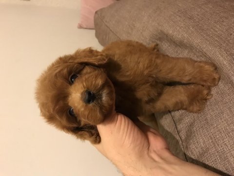 2. jenerasyon red maltipoo