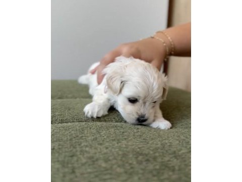 Show kalite küçük boy maltipoo yavrumuz