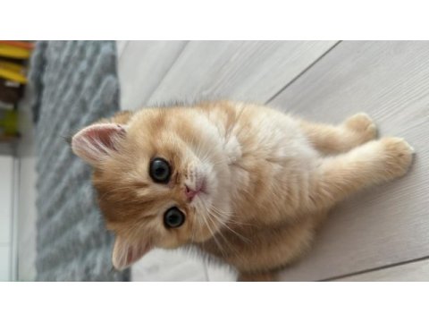 65 günlük british shorthair golden yavrusu