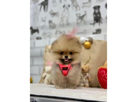 Biblo pomeranian boo yavrularımız