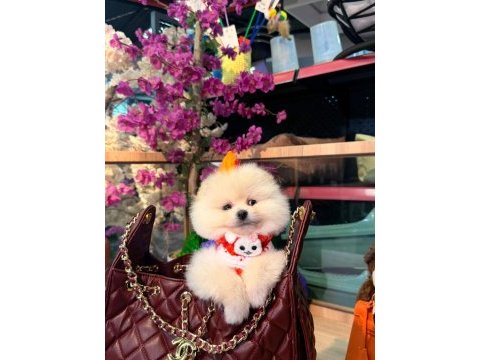Sağlık ve ırk garantili pomeranian