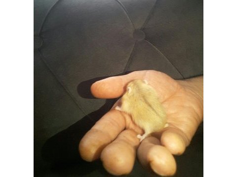 Hamster gonzales ve suriye yavru ve anaç altı