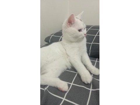 British shorthair kedimize yuva arıyoruz