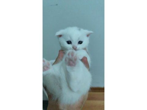 Scottish fold yavru kediler ücretli