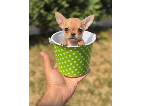 Wc eğitimli gold chihuahua yavru