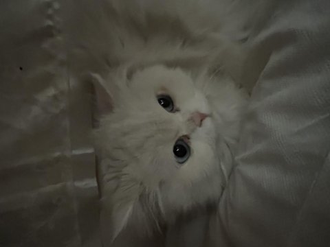 Dişi british longhair 1,5 yaşında