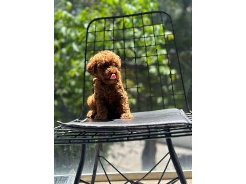 Tatlı toy poodle bebeklerim