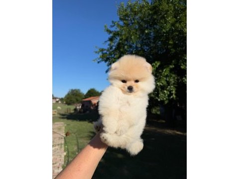 Yavru pomeranian boo köpeklerimiz