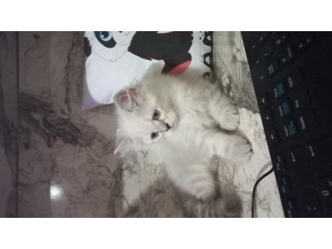 Son 2 erkek british longhair