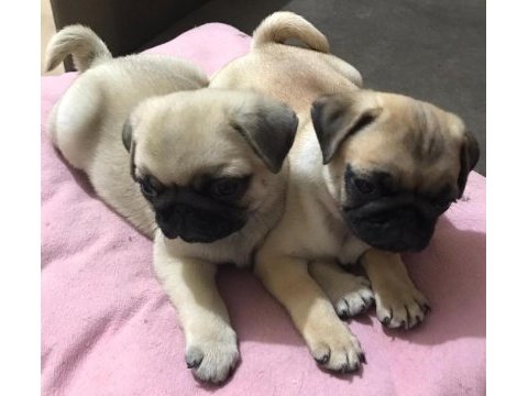 Pug mops yavrular
