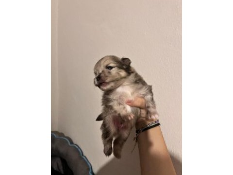 Pomeranian boo teddy bear
