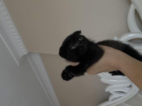 Uygun puanlı scottish fold