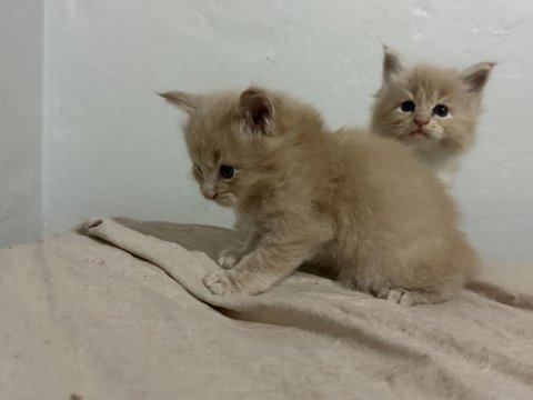 Evde yetişmiş safkan xxl boy maine coon yavrusu