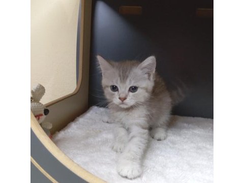 Show kalite british longhair ay11 secereli