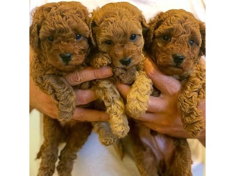 Antalya toy poodle yavruları