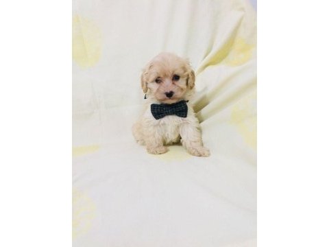 Maltipoo yavrularım orijinal kg garantili