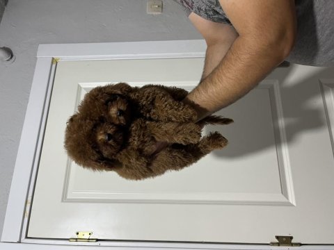 Toy poodle bebeklerimiz