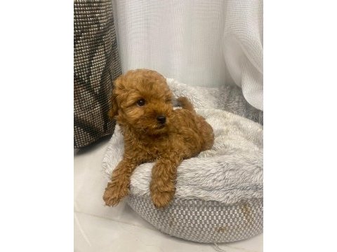 2 ay 15 günlük erkek toy poodle