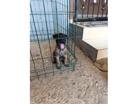 Belçika malinois dişi ve erkek mevcut