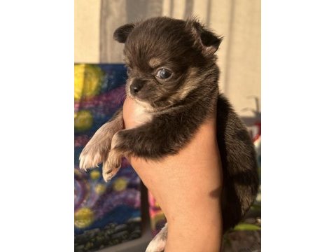 2 aylık chihuahua yavrularımıza yuva arıy oruz