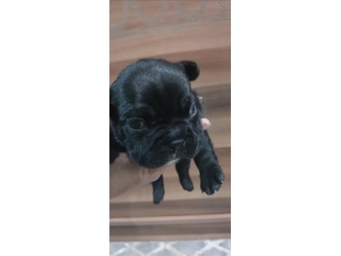 Mükemmel french bulldog yavrularımız